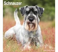 Schnauzer 2027 Calendar | Square Wall Calendar | Dog Breed Gift | Plastic Free Packaging | by Avonside Publishing