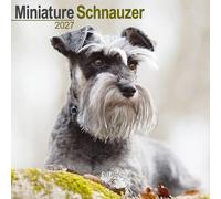 Schnauzer Miniature