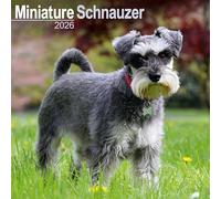 Schnauzer Miniature 2026 Calendar | Square Wall Calendar | Dog Breed Gift | Plastic Free Packaging | by Avonside Publishing