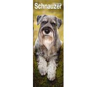 Avonside Publishing Wall Calendar – Schnauzer Slim 2026 – Slimline, Plastic-Free Packaging