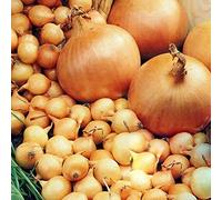 schone Onion Sets Bumper Pack - RHS Award Winning Variety - Sweet, Mild Taste - Excellent Flavour- Grow in Your Kitchen Garden (100 x Stuttgarter), Purple