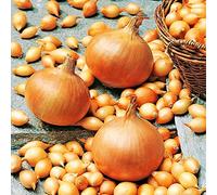 schone Onion Sets Bumper Pack - RHS Award Winning Variety - Sweet, Mild Taste - Excellent Flavour- Grow in Your Kitchen Garden (100 x Sturon), Purple