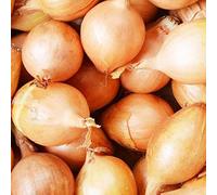 schone Onion Sets Bumper Pack - RHS Award Winning Variety - Sweet, Mild Taste - Excellent Flavour- Grow in Your Kitchen Garden (100 x Setton), Purple