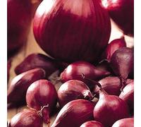 schone Onion Sets - RHS Award Winning Variety - Sweet, Mild Taste - Excellent Flavour- Grow in Your Kitchen Garden (100 x Baron), Purple