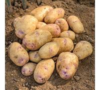 schone Potato Seeds - Excellent Tastes & High Yields - Easy to Grow - Your Beautiful Kitchen Garden (8X Kestrel), Yellow