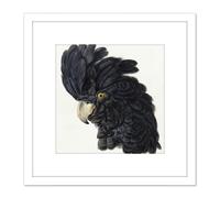 Schouman Head Cockatoo Parrot Bird Drawing 8X8 Inch Square Wooden Framed Wall Art Print Picture with Mount Artery8 White One Size