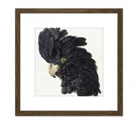 Schouman Head Cockatoo Parrot Bird Drawing 8X8 Inch Square Wooden Framed Wall Art Print Picture with Mount Artery8 Brown One Size