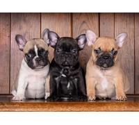Schwagebo 1500 Pieces - Poster - Difficult Jigsaw - Gifts - French Bulldogss Picture - Elderly Memory Cognition Games - Decompression Toy - Jk440Zp