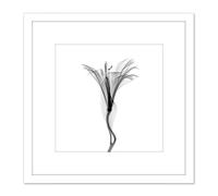 Schwartz NJIT Flower Greyscale X-Ray Transparent Photo 8X8 Inch Square Wooden Framed Wall Art Print Picture with Mount Artery8 White One Size