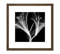 Schwartz NJIT Flowers Greyscale X-Ray Transparent Photo 8X8 Inch Square Wooden Framed Wall Art Print Picture with Mount Artery8 Brown One Size