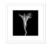 Schwartz NJIT Greyscale Flower X-Ray Transparent Photo 8X8 Inch Square Wooden Framed Wall Art Print Picture with Mount Artery8 White One Size