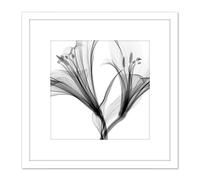Schwartz NJIT Greyscale Flowers X-Ray Transparent Photo 8X8 Inch Square Wooden Framed Wall Art Print Picture with Mount Artery8 White One Size