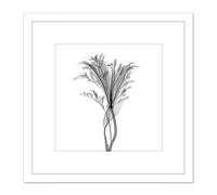 Schwartz NJIT Plant Greyscale X-Ray Transparent Photo 8X8 Inch Square Wooden Framed Wall Art Print Picture with Mount Artery8 White One Size