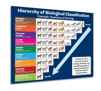 Science Classroom Poster Animal Classification Biology Taxonomy Chart Educational Wall Art for Teachers Students Learning(Unframed,12x18inch(30x45cm))