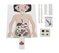 Science Craft Kit - Kindergarten Toy, DIY Model, Early Education | Realistic Human Digestive System Model, Interactive Science Education Demonstration Tool With Detailed Anatomy Features For K