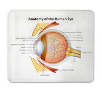 Science Human Eye Cornea Iris Pupils Optic Nerves Graphic Print Mouse Mat Portable Mousepads Smooth Mouse Pads For Pc Home Gaming 25X30Cm