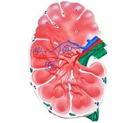 Science Models of Human Anatomy Model Advanced Anatomy for Medical Biology Studio Display Help with Training for Medical Students Teaching Tool