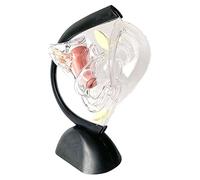 Science Reproductive Uterus Model Anatomy Display Lab Kits Clear Female Reproductive System Model for Educational Learning Biology Material