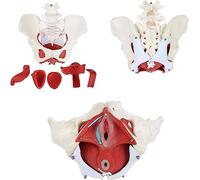 Scientific Anatomy Model Of The Female Basin, Muscles Of The Pelvic Floor And Breeders With Two Lumbar Vertebrae For Learning Medical Supplies