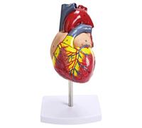 Scientific Heart Model, Life-Size Human Heart Replica with 34 Anatomical Features, Mounted On A Display Base for Classroom and Medical Studies