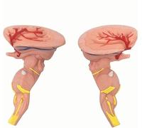 Scientific Human Anatomy, Central Nervous System Model, Cranial Nerve Medicine Brain Magnification 3 Times for Medical Experimental Teaching Display