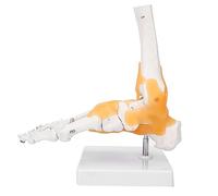 Scientific Human Foot Ankle Model,Life Size Medical Anatomy Foot Skeleton Model Foot Ankle Anatomy Model with Base,Adult Human Skeleton Ligament Foot Ankle Joint Anatomical Model