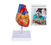 Scientific Human Heart Model 2-Part Life Size Human Heart Replica Color Printed Held Together with Magnets Scientific Heart Model with Mounted Display Base