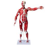 Scientific Human Muscle and Organ Model, 27-Part Half Life-Size Muscular Figure with Removable Organs and Muscle Anatomy for School Teaching