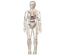 Scientific Model of Human Body - Realistic Skeleton, Modern Classic Design, Educational Interactive Tool, Long Lasting | Ideal for Classroom, Laboratory, Home School,