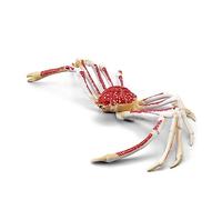 Scientific Realistic King Toy For Kids&Adults Cartoon Toys With Soft Texture Relieve Stress Figurines Hermit Model