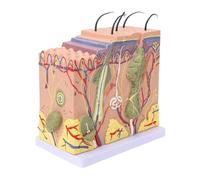 Scientific Skin Section Model, Human Skin Tissue Structure 50X Magnified Anatomical Model, Biology Beauty Industry Educational Tools