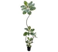SCNROU Artificial Variegated Rubber Tree 6.5FT