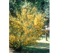 Scotch Broom Flower Essences 30ml Dosage Prepared from FES Stock essences