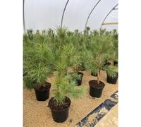 Scot's Pine Tree Pinus Sylvestris Large 2-3ft Supplied in a 5 Litre Pot