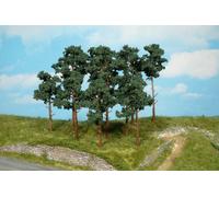 Scots Pine Trees 10cm (4)