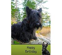 Scottie/Scottish Terrier Dog Birthday Card