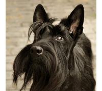 Scottie/Scottish Terrier Dog Greeting Card - Square