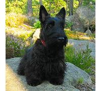 Scottie/Scottish Terrier Dog Greeting Card - Square Funny Birthday Anniversary Idea Gift Unique Premium Design Blank Envelope