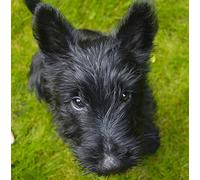 Scottie/Scottish Terrier Dog Greeting Card - Square Funny Birthday Anniversary Idea Gift Unique Premium Design Blank Envelope