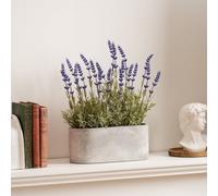 Scottish Everlastings 35cm Lavender in Oval Trough