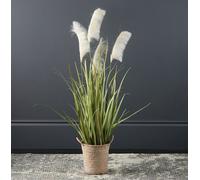 Scottish Everlastings Ltd 100cm Pampas Grass in Natural Basket in Green Scottish Everlastings Ltd Green
