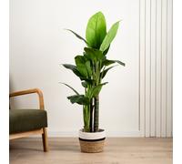 Scottish Everlastings Ltd 120cm Real Touch Dieffenbachia in Green Scottish Everlastings Ltd Green