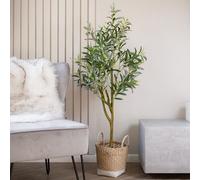 Scottish Everlastings Ltd 125cm Olive Tree in Basket in Green Scottish Everlastings Ltd Green