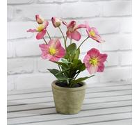 Scottish Everlastings Ltd 34cm Pink Hellebore Plant Scottish Everlastings Ltd Pink