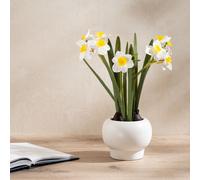 Scottish Everlastings Ltd 42cm Daffodil Spray in Ceramic Pot in Green Scottish Everlastings Ltd Green