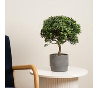 Scottish Everlastings Ltd 45cm Mini Topiary Plant in Cement Pot in Green Scottish Everlastings Ltd Green