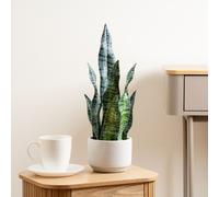 Scottish Everlastings Ltd 48cm Sansevieria in Cement pot in Green Scottish Everlastings Ltd Green