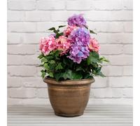 Scottish Everlastings Ltd 55cm Pink/Purple Hydrangea in Pot in Purple Scottish Everlastings Ltd Purple