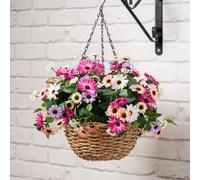 Scottish Everlastings Ltd 56cm Mixed Daisy Hanging Basket in Pink Scottish Everlastings Ltd Pink