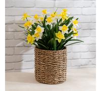 Scottish Everlastings Ltd 58cm Daffodils in Seagrass Basket in Yellow Scottish Everlastings Ltd Yellow